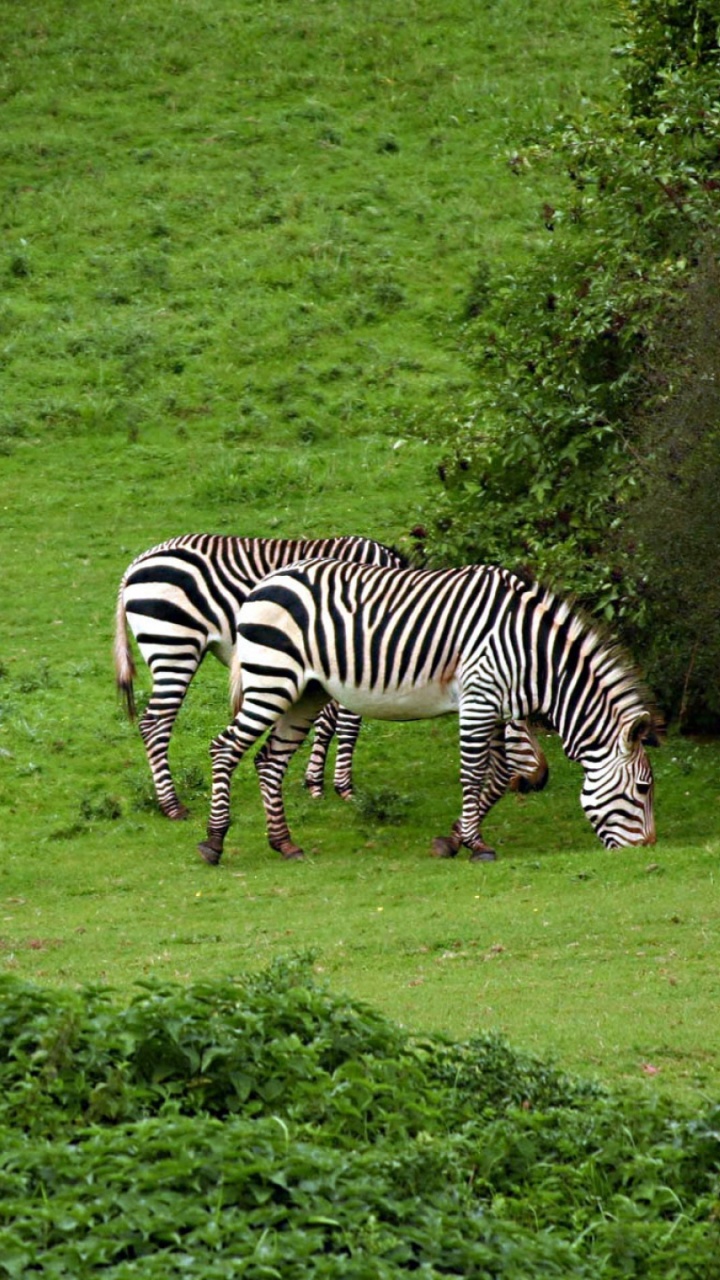 Обои кот, зебра, Квагга, живая природа, наземные животные в разрешении 720x1280