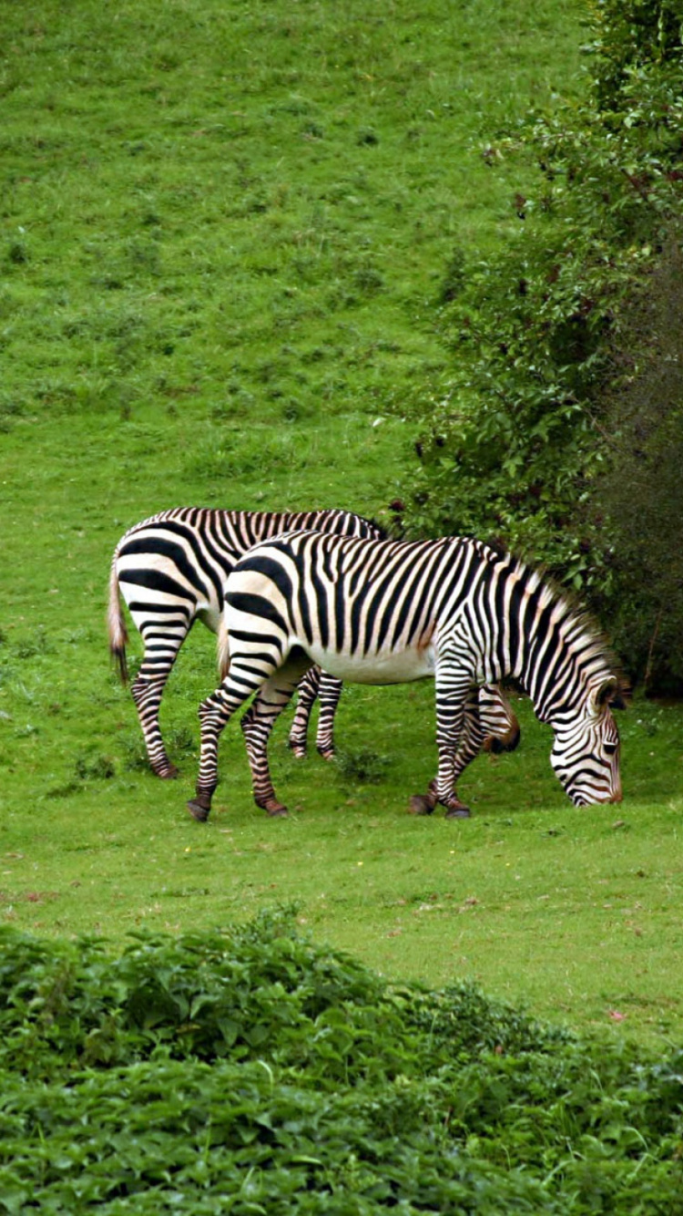 Обои кот, зебра, Квагга, живая природа, наземные животные в разрешении 750x1334