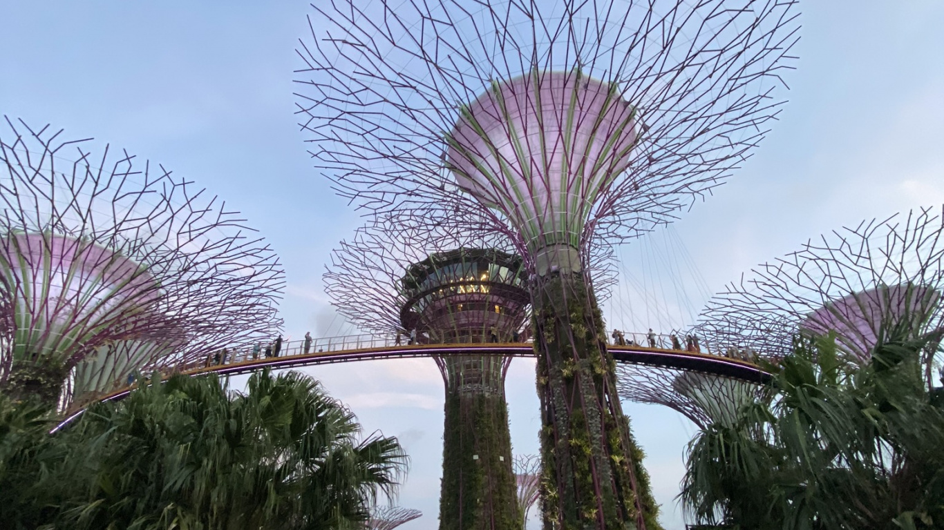Обои Сингапур, Марина Сити Парк, пальмовые рощи, достопримечательность, сад в разрешении 1366x768