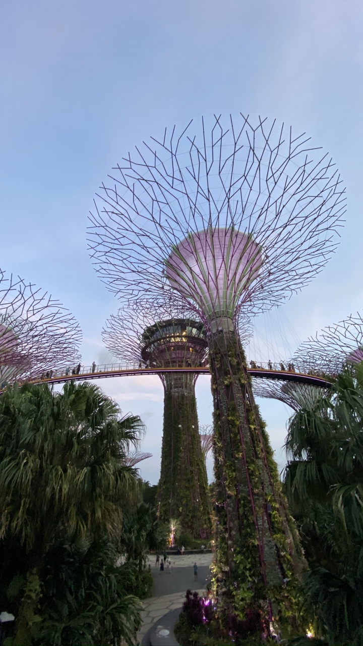 Обои Сингапур, Марина Сити Парк, пальмовые рощи, достопримечательность, сад в разрешении 720x1280