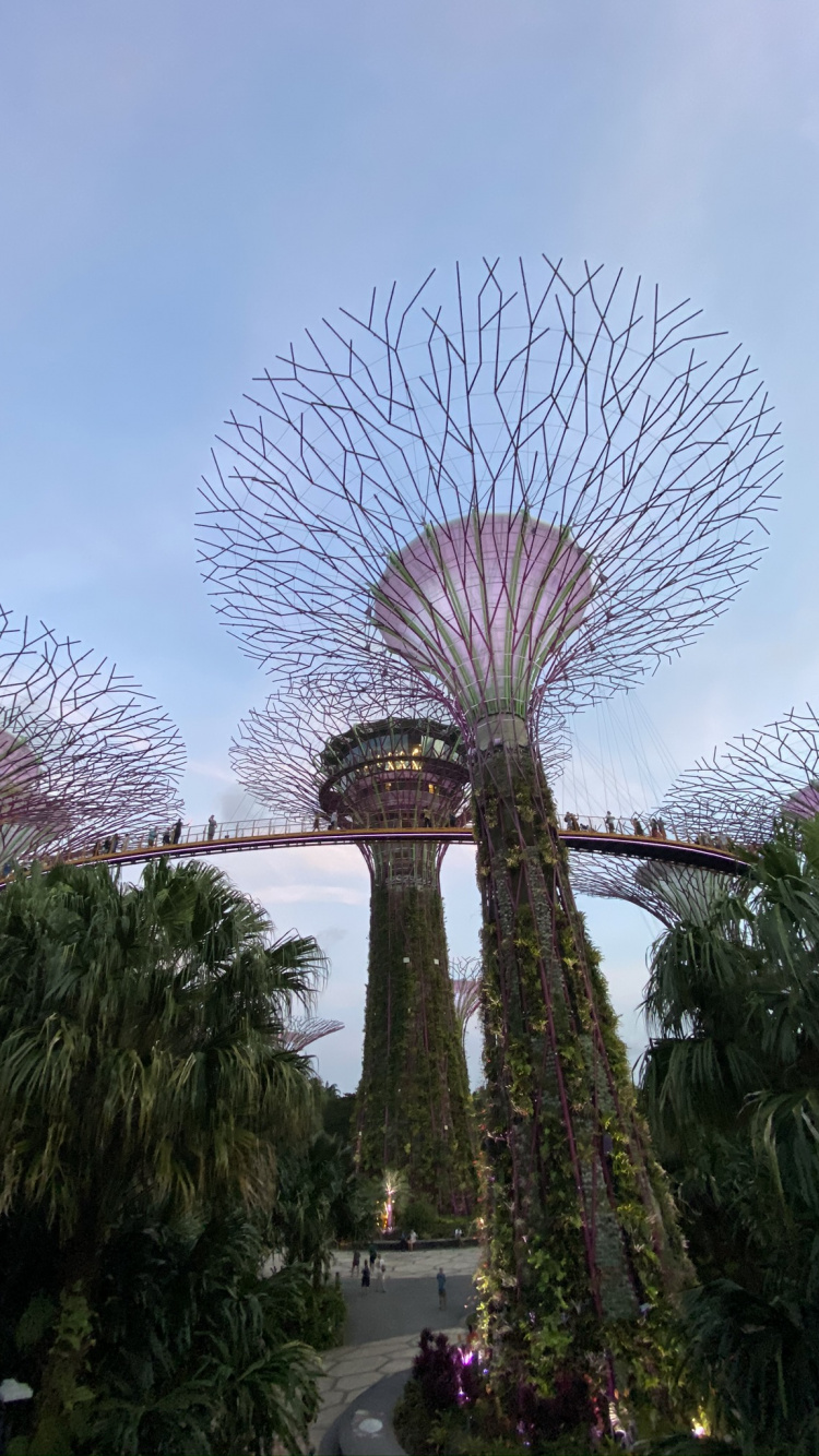 Обои Сингапур, Марина Сити Парк, пальмовые рощи, достопримечательность, сад в разрешении 750x1334