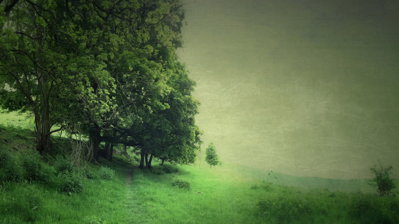 Обои зеленый, природа, дерево, растительность, атмосфера в разрешении 1280x720
