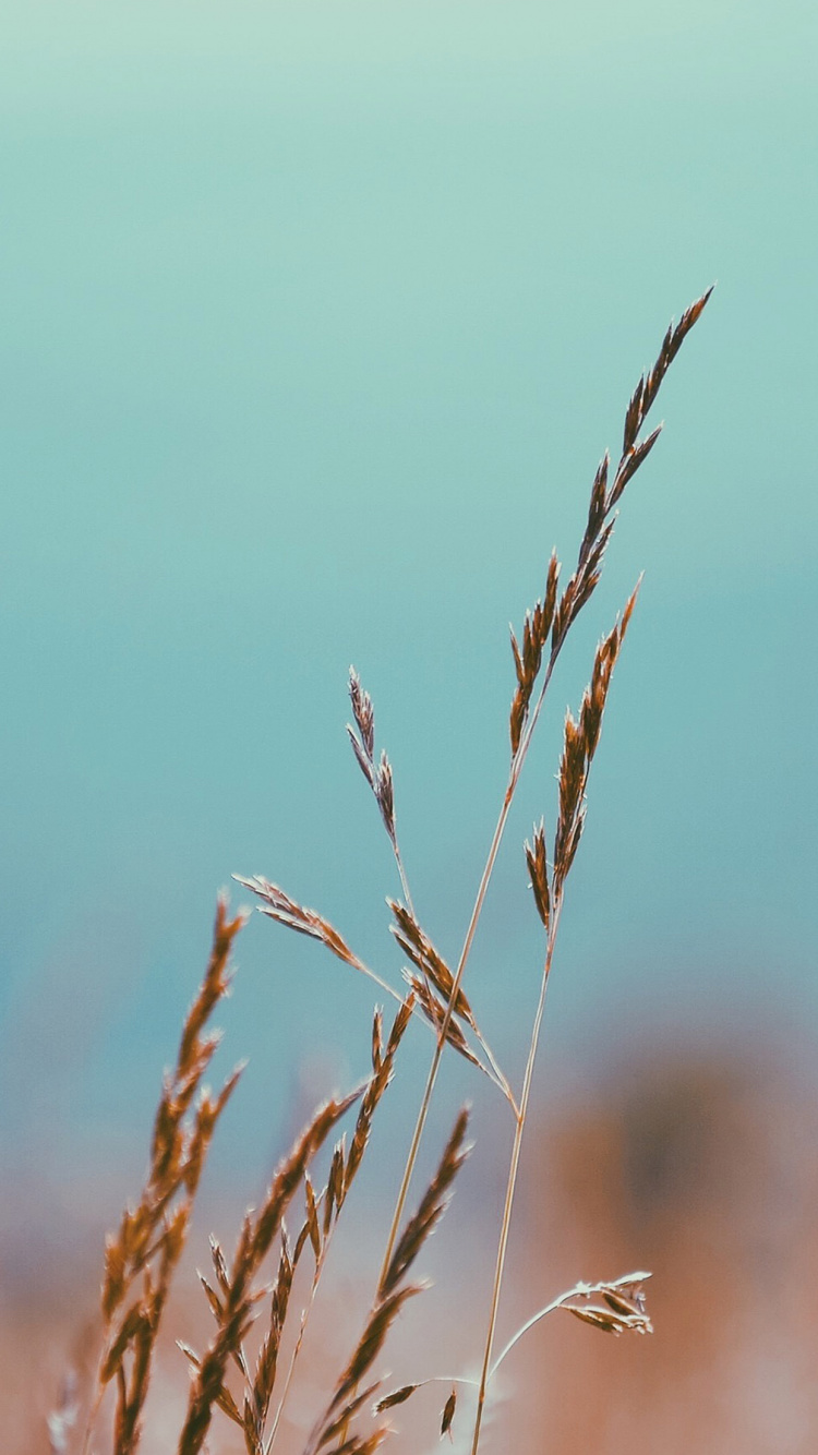 Обои растение, прут, наземное растение, цветковое растение, сельское хозяйство в разрешении 750x1334