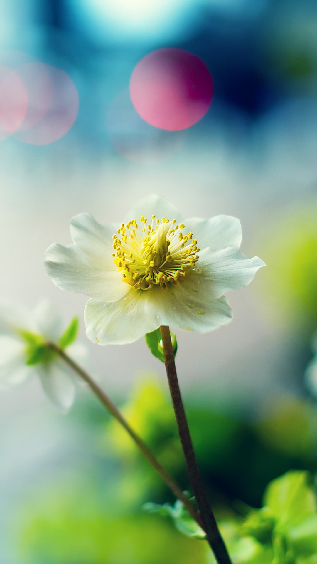 Обои Флора, В KDE, цветной, цветок, растение в разрешении 1080x1920