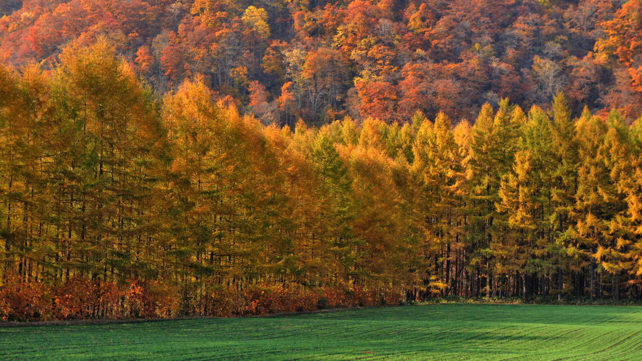 Обои осень, природа, дерево, лист, растительность в разрешении 1280x720