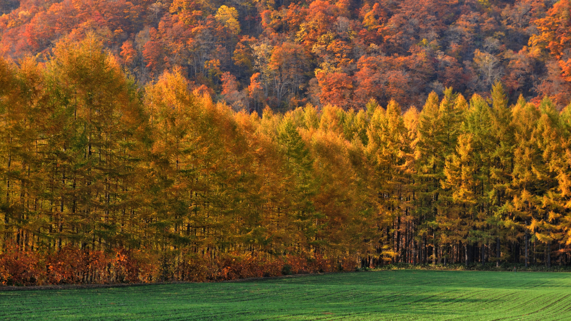Обои осень, природа, дерево, лист, растительность в разрешении 1920x1080