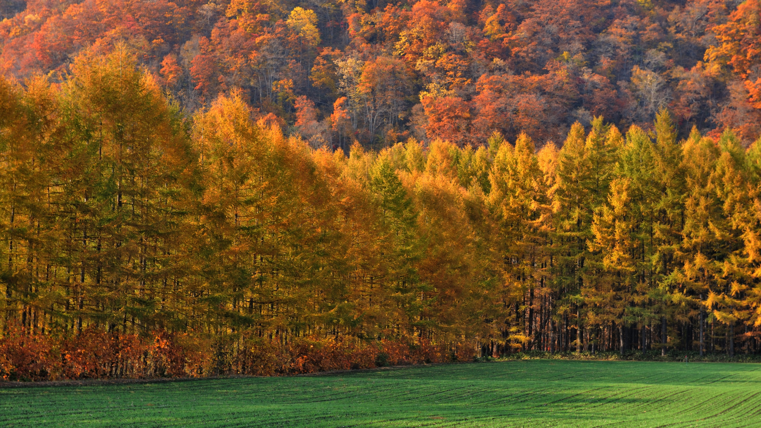 Обои осень, природа, дерево, лист, растительность в разрешении 2560x1440