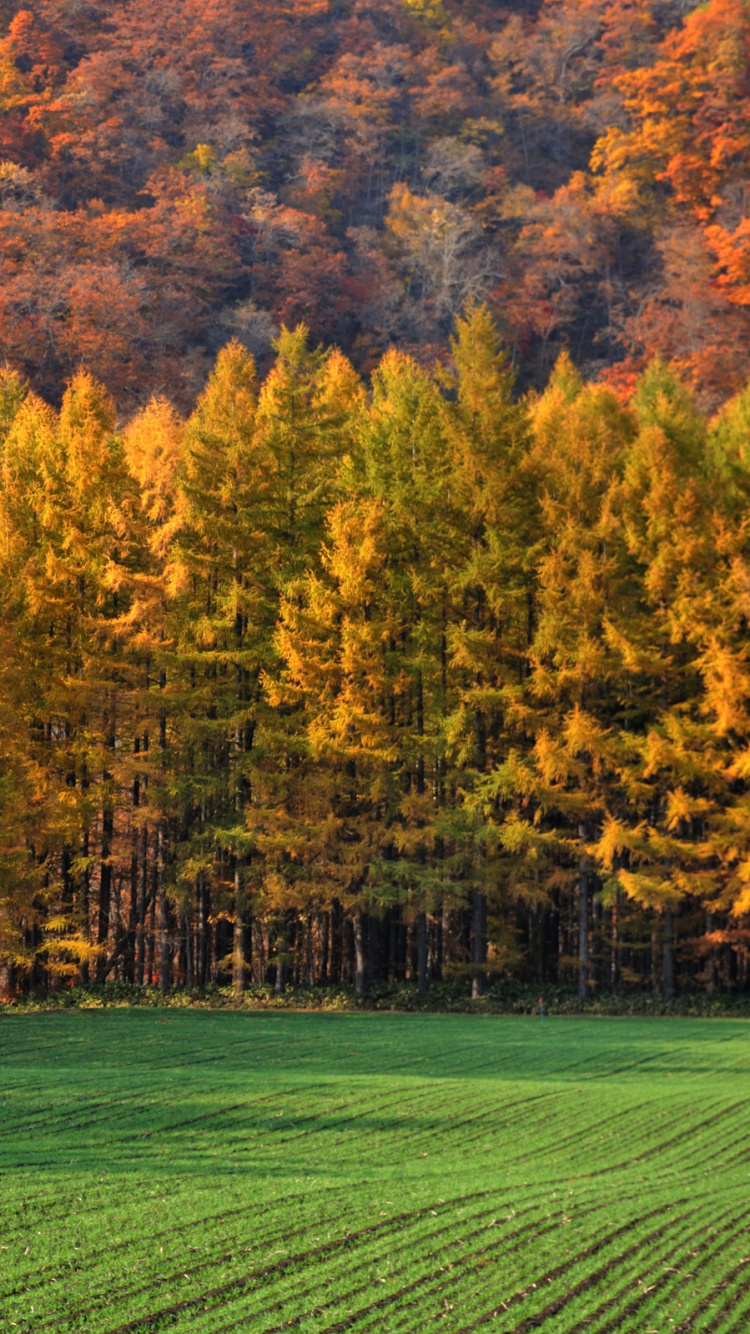 Обои осень, природа, дерево, лист, растительность в разрешении 750x1334