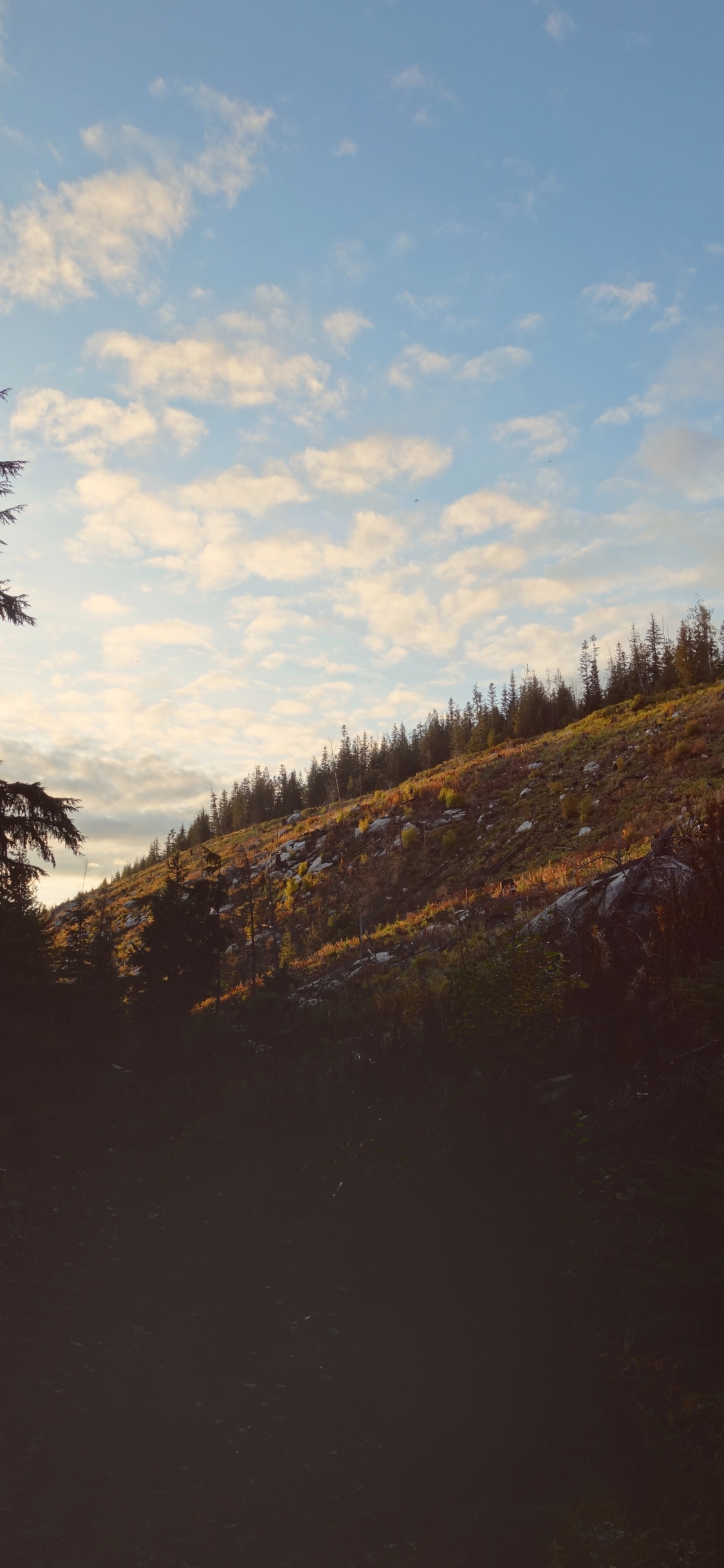 Обои облако, дерево, дикая местность, окружающая среда, природный ландшафт в разрешении 1125x2436