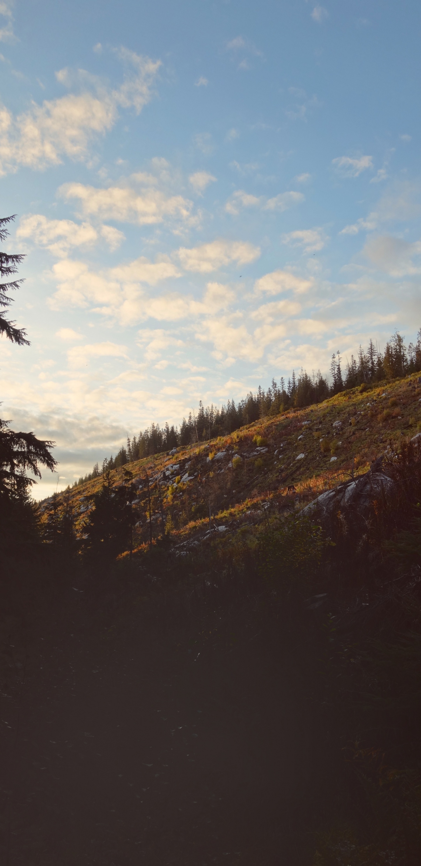 Обои облако, дерево, дикая местность, окружающая среда, природный ландшафт в разрешении 1440x2960