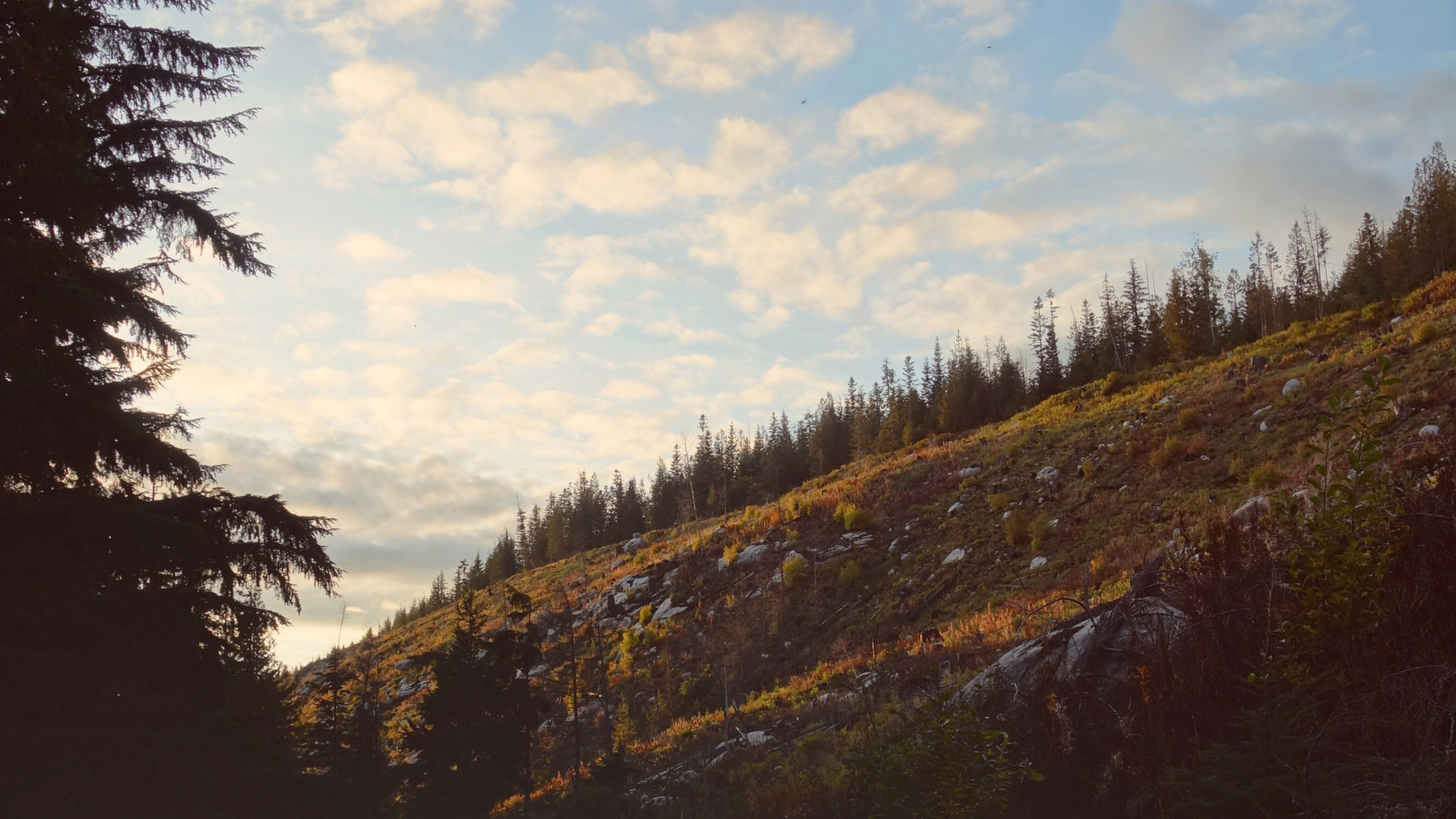 Обои облако, дерево, дикая местность, окружающая среда, природный ландшафт в разрешении 1920x1080