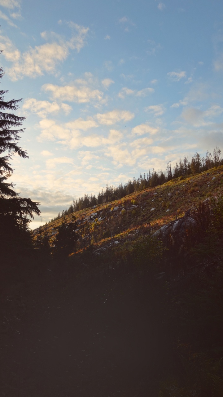 Обои облако, дерево, дикая местность, окружающая среда, природный ландшафт в разрешении 720x1280