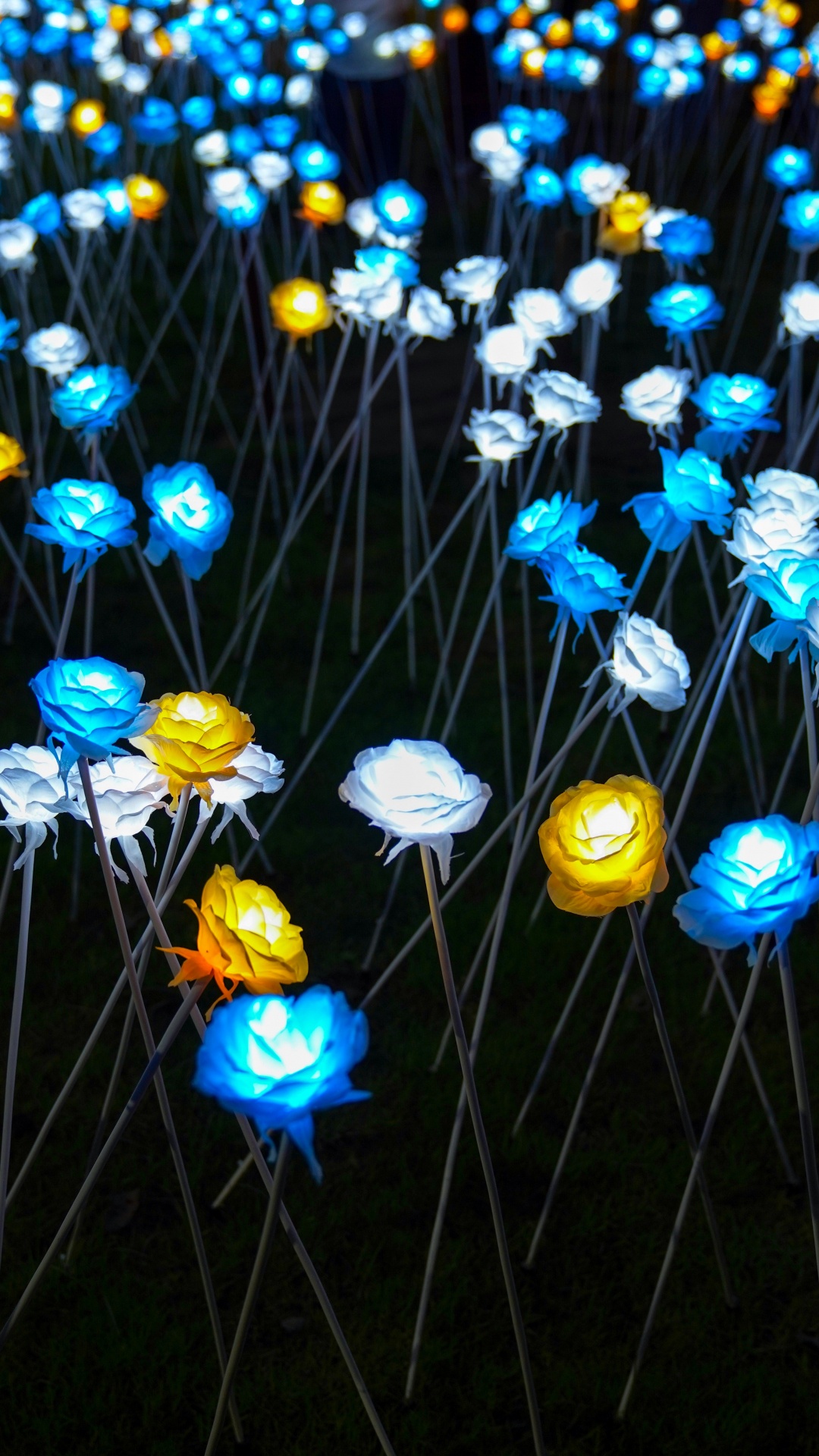 Обои полевой цветок, Партия пользу, синий, желтый, освещение в разрешении 1080x1920