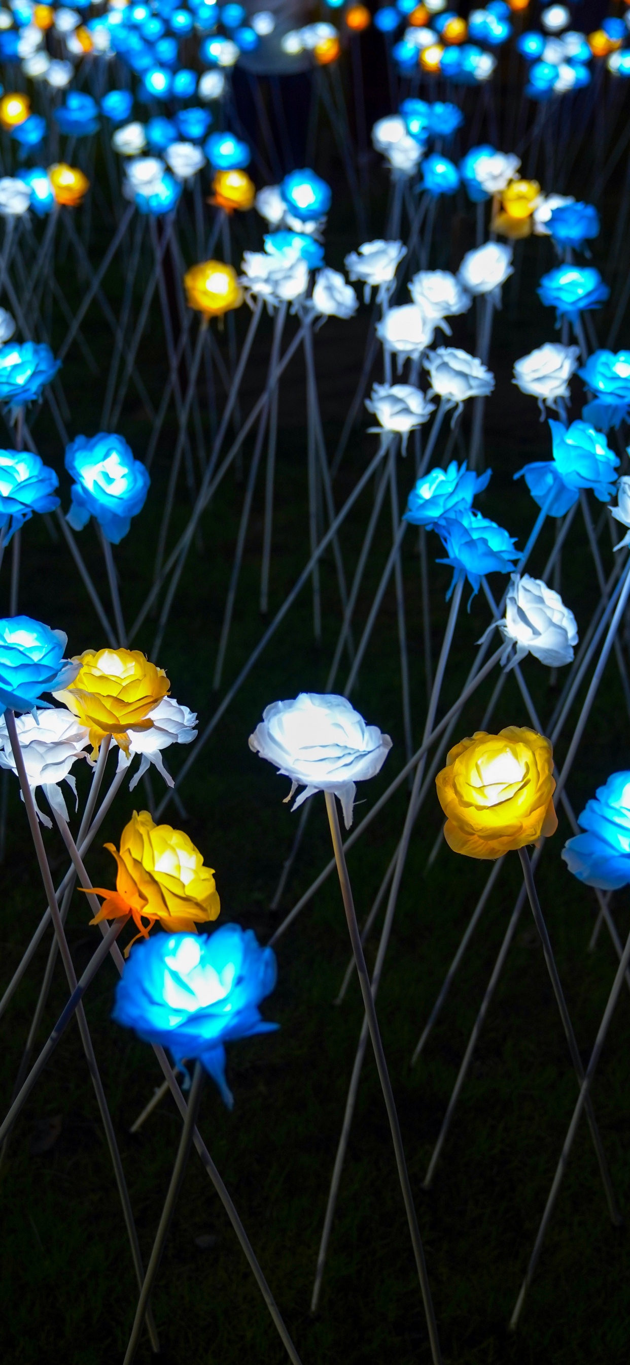 Обои полевой цветок, Партия пользу, синий, желтый, освещение в разрешении 1242x2688