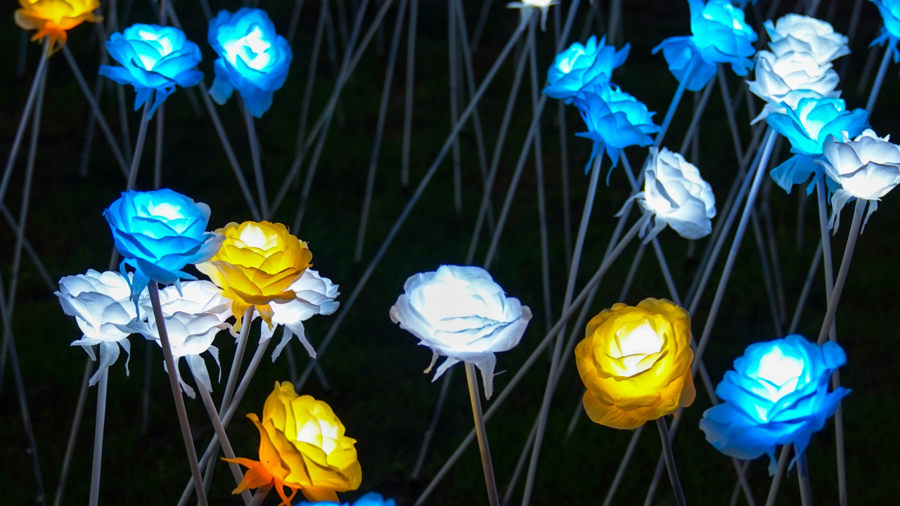 Обои полевой цветок, Партия пользу, синий, желтый, освещение в разрешении 1280x720