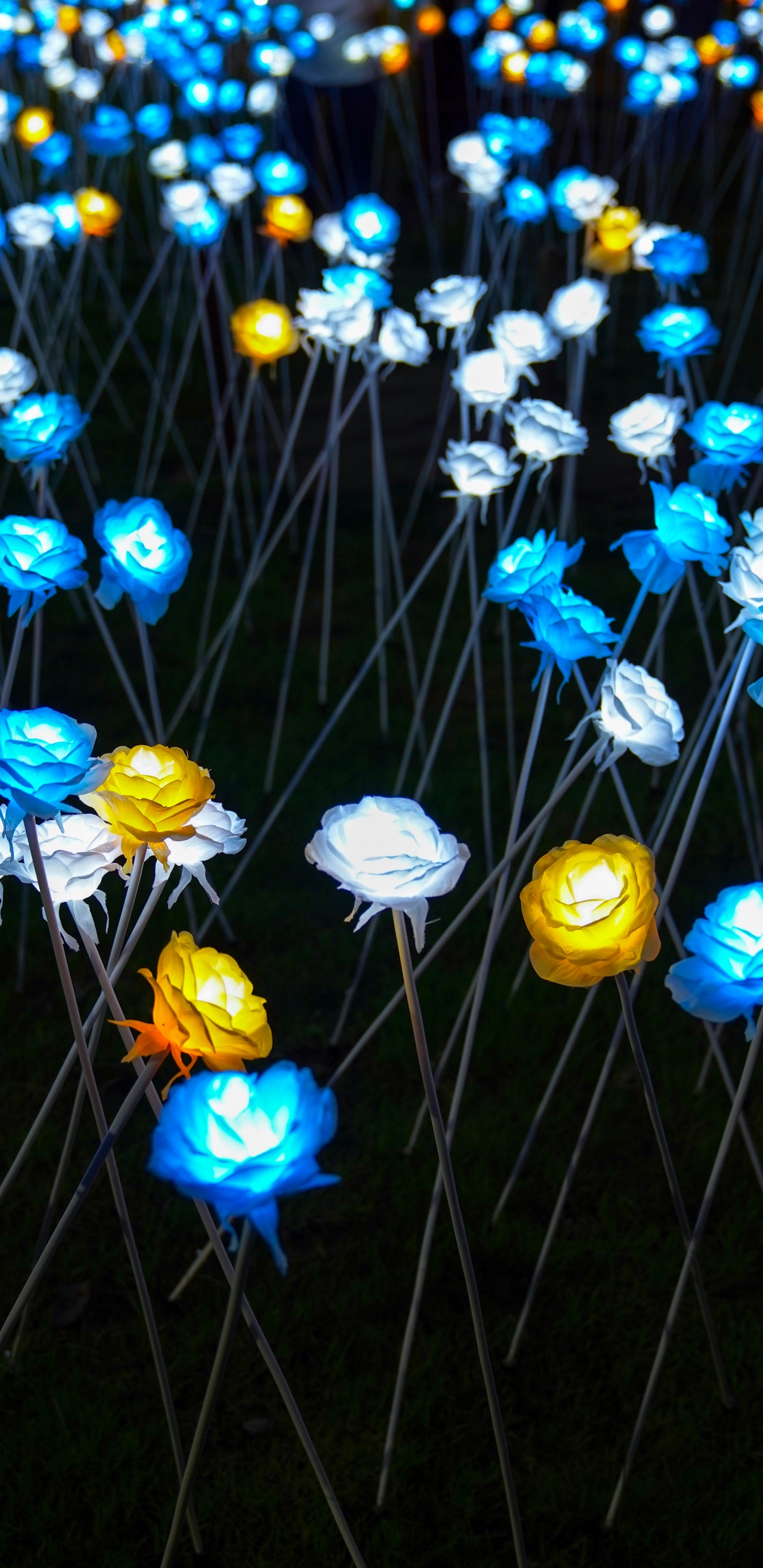 Обои полевой цветок, Партия пользу, синий, желтый, освещение в разрешении 1440x2960