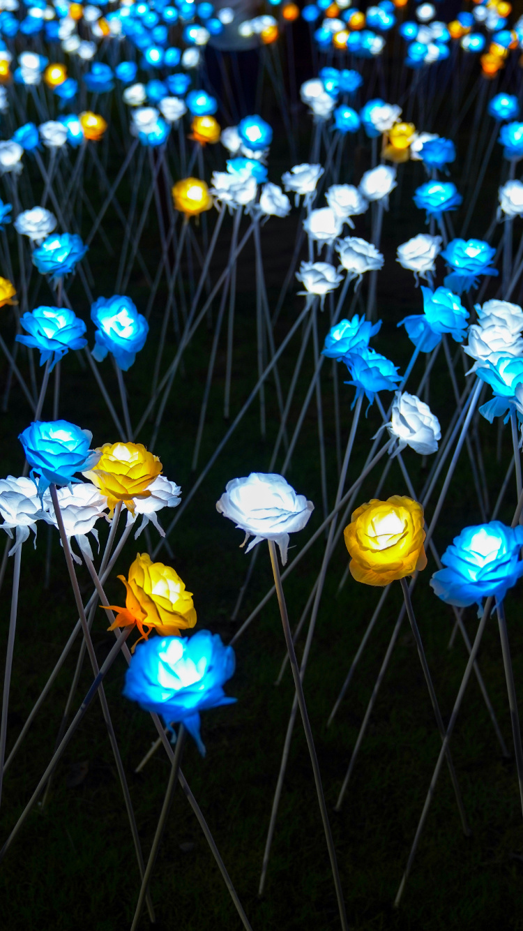 Обои полевой цветок, Партия пользу, синий, желтый, освещение в разрешении 750x1334