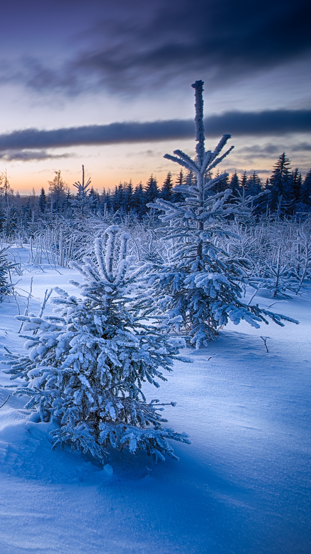 Обои зима, природа, снег, замораживание, утро в разрешении 1080x1920
