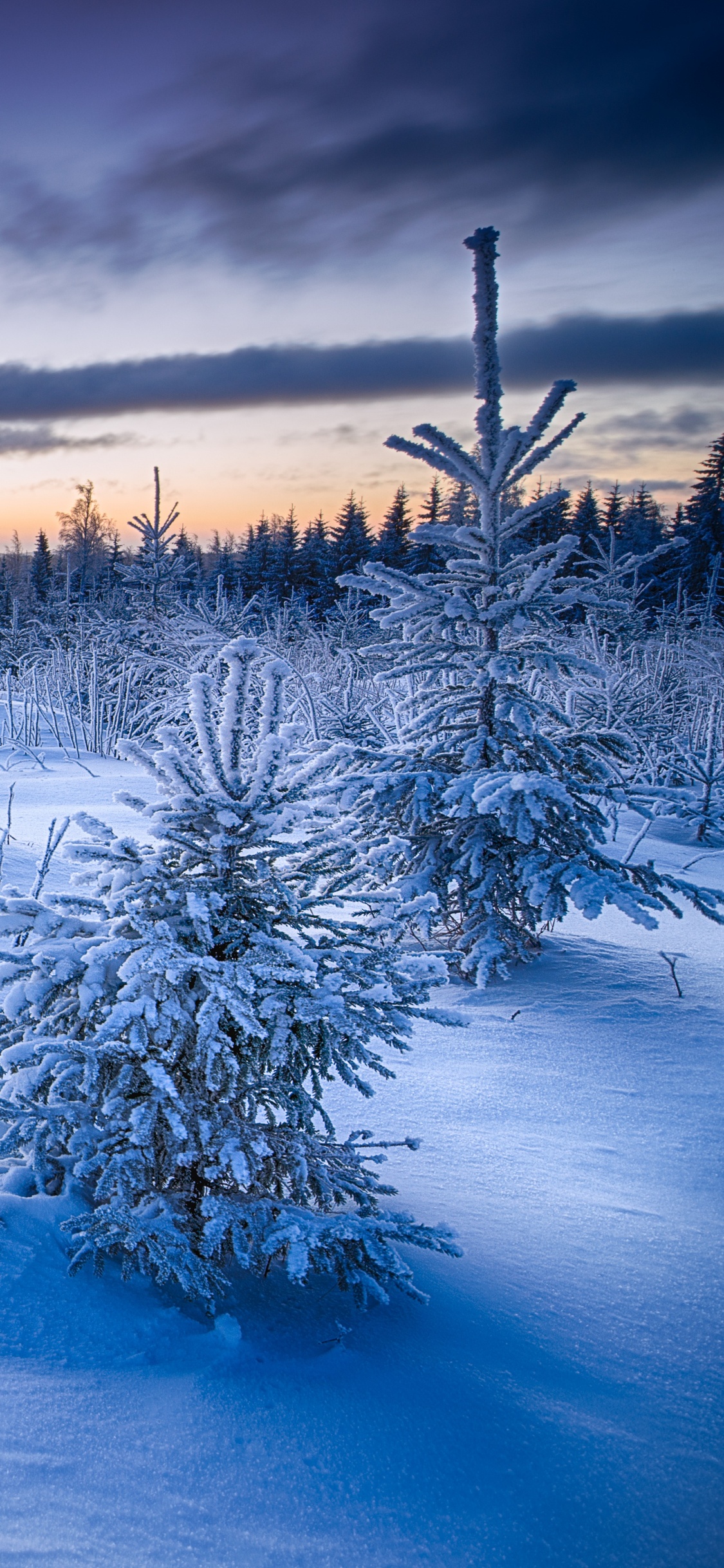 Обои зима, природа, снег, замораживание, утро в разрешении 1125x2436