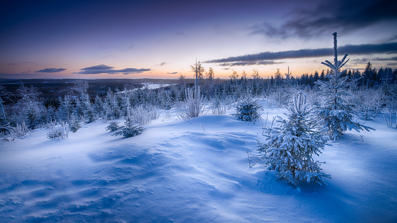 Обои зима, природа, снег, замораживание, утро в разрешении 1280x720