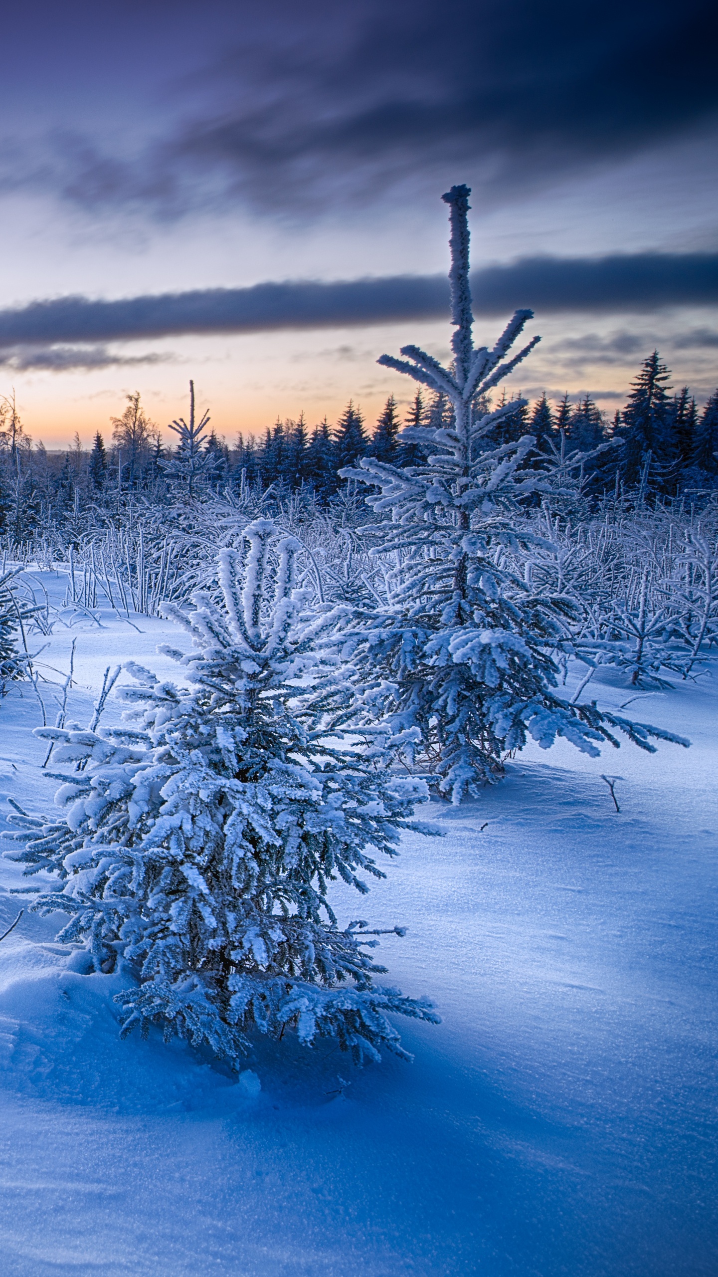 Обои зима, природа, снег, замораживание, утро в разрешении 1440x2560