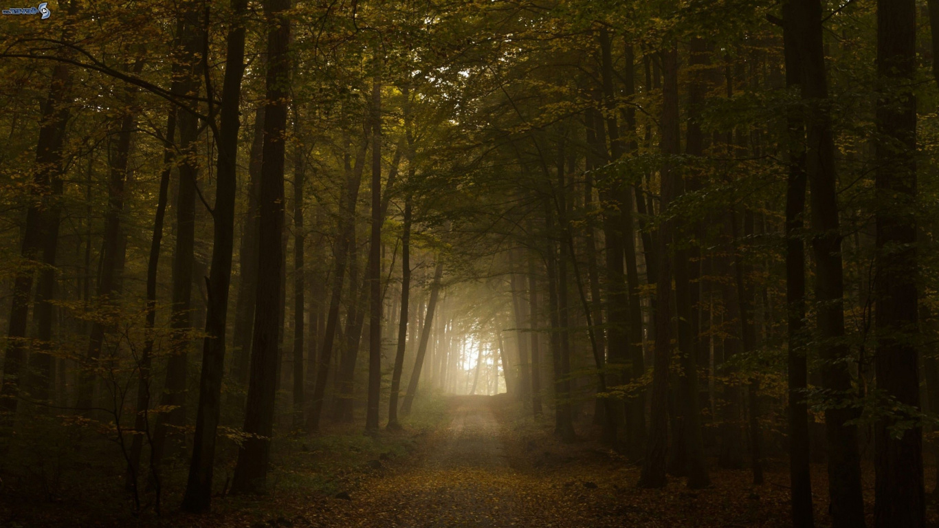 Обои природа, дерево, лес, окружающая среда, лесистая местность в разрешении 1366x768