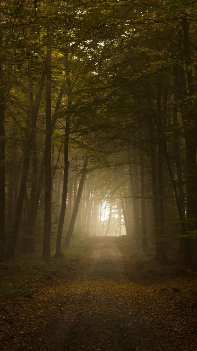 Обои природа, дерево, лес, окружающая среда, лесистая местность в разрешении 750x1334