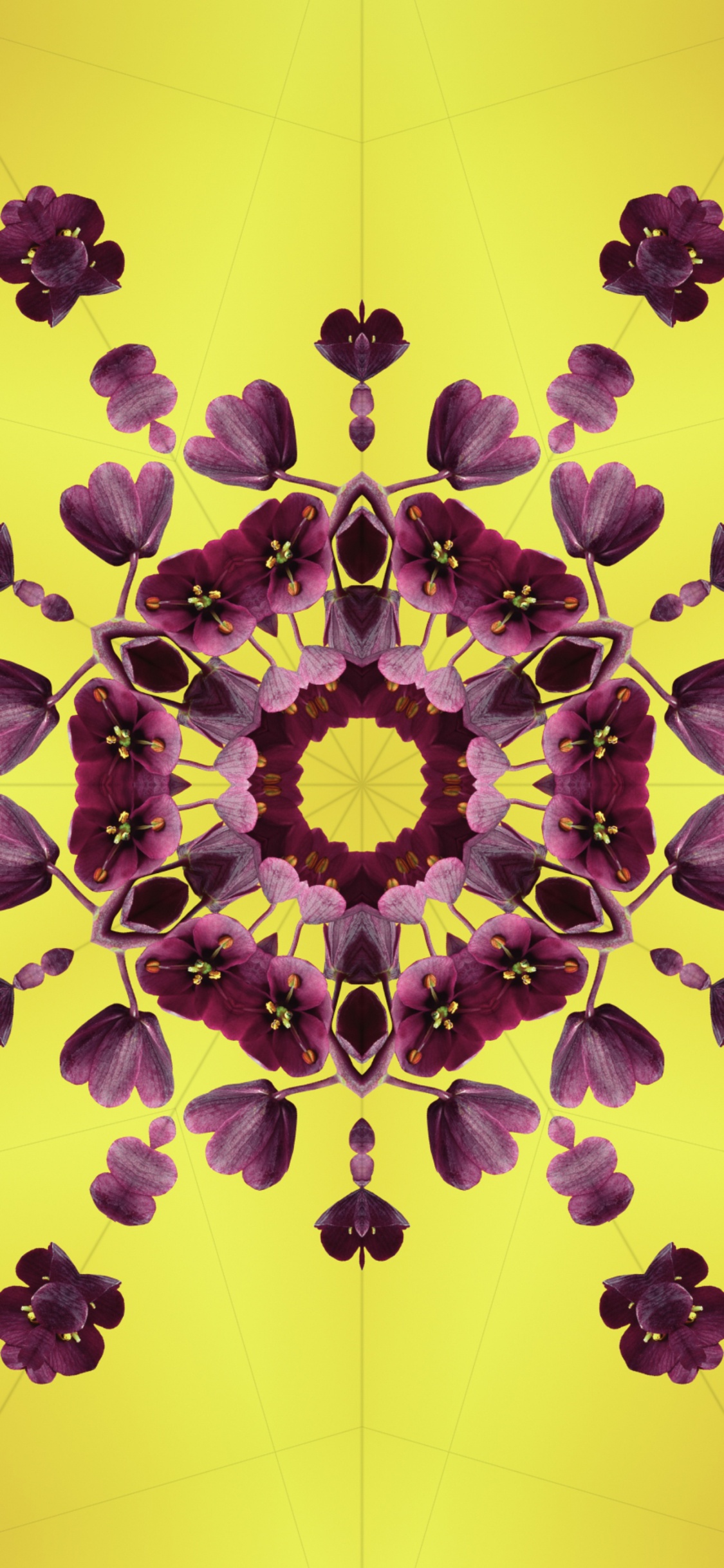 Обои iOS 17, лепесток, яблоко, Операционная система, ios в разрешении 1125x2436