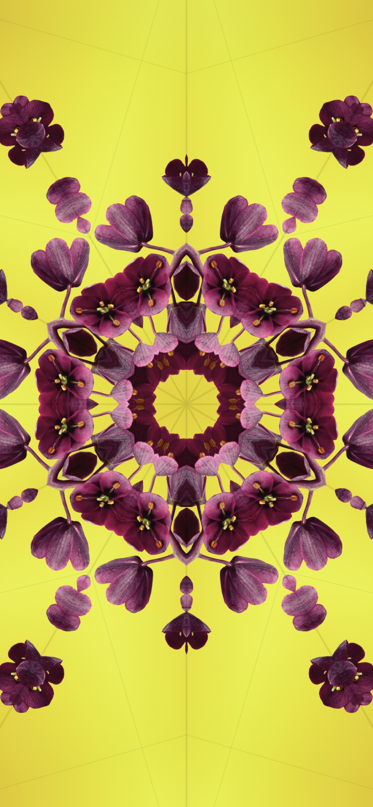 Обои iOS 17, лепесток, яблоко, Операционная система, ios в разрешении 1242x2688