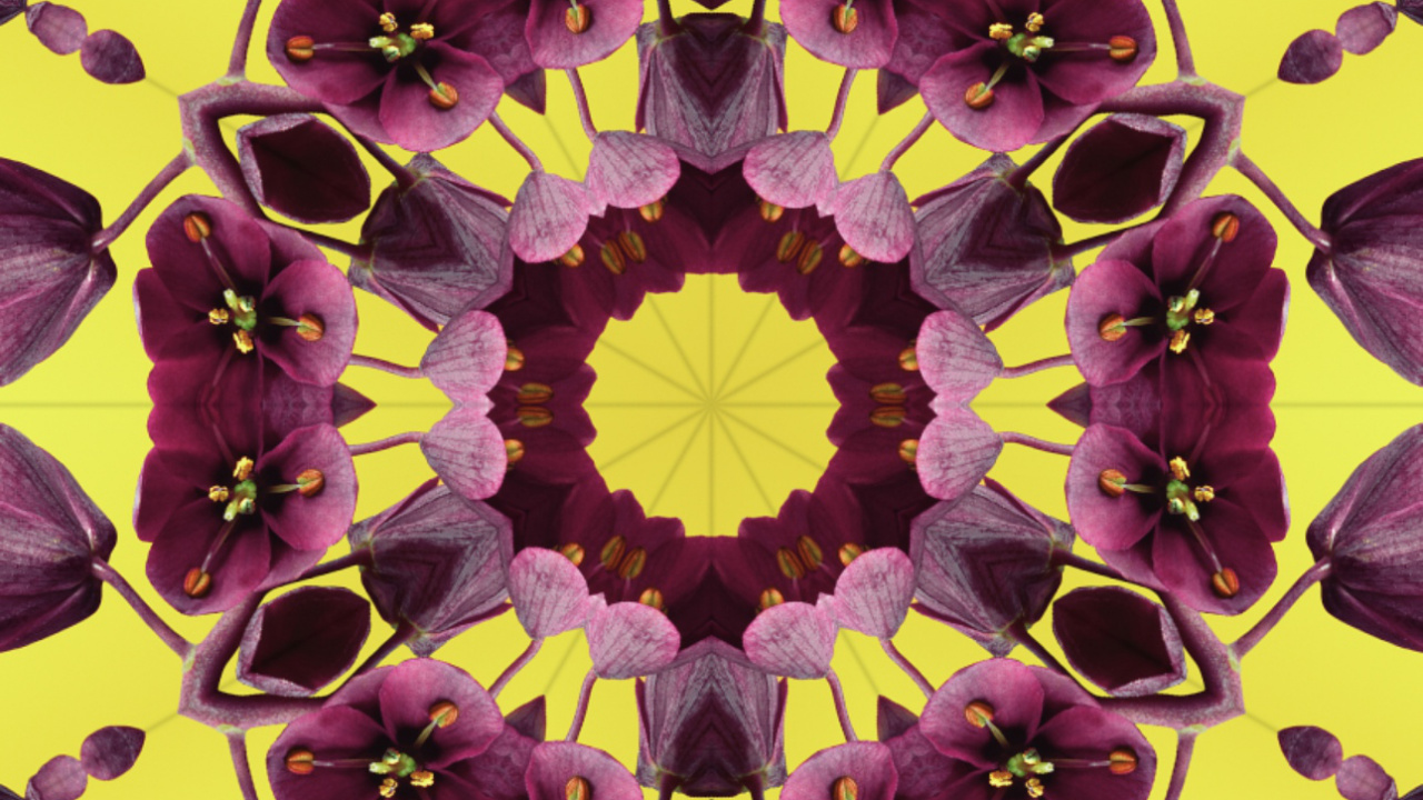 Обои iOS 17, лепесток, яблоко, Операционная система, ios в разрешении 1280x720