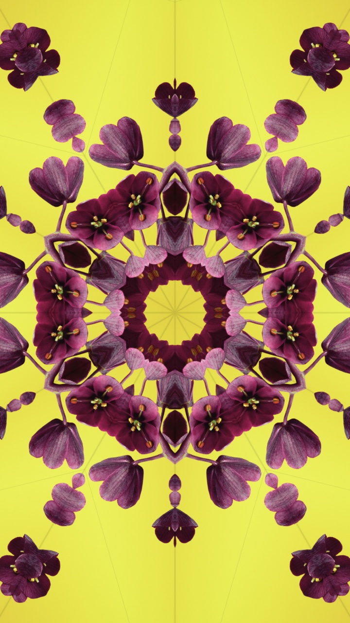 Обои iOS 17, лепесток, яблоко, Операционная система, ios в разрешении 720x1280