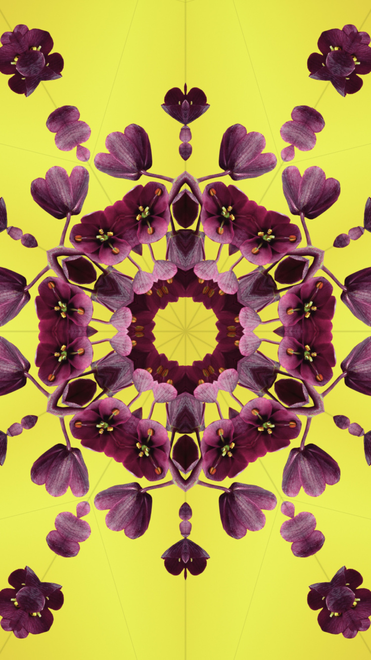 Обои iOS 17, лепесток, яблоко, Операционная система, ios в разрешении 750x1334