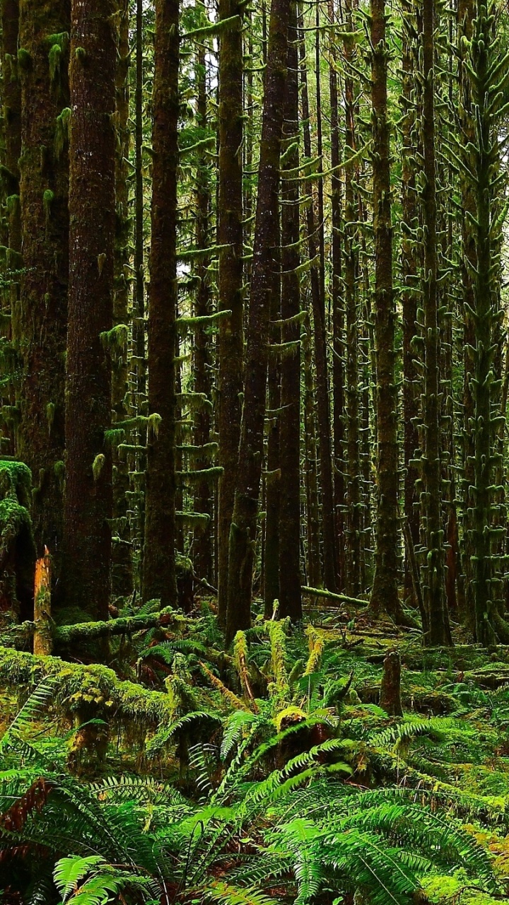 Обои пейзаж, лес, растительность, старовозрастные леса, ель еловый лес в разрешении 720x1280