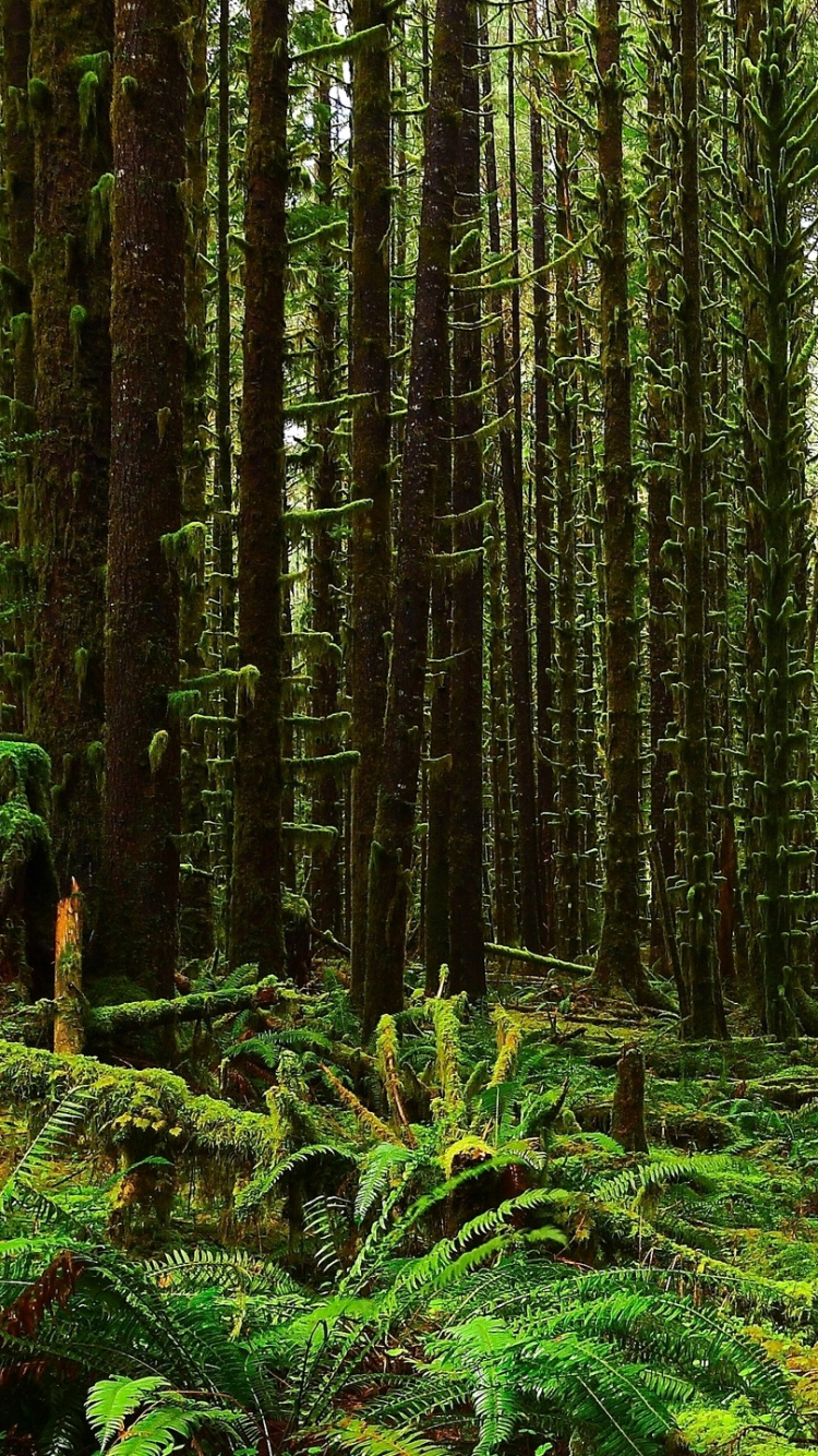 Обои пейзаж, лес, растительность, старовозрастные леса, ель еловый лес в разрешении 750x1334