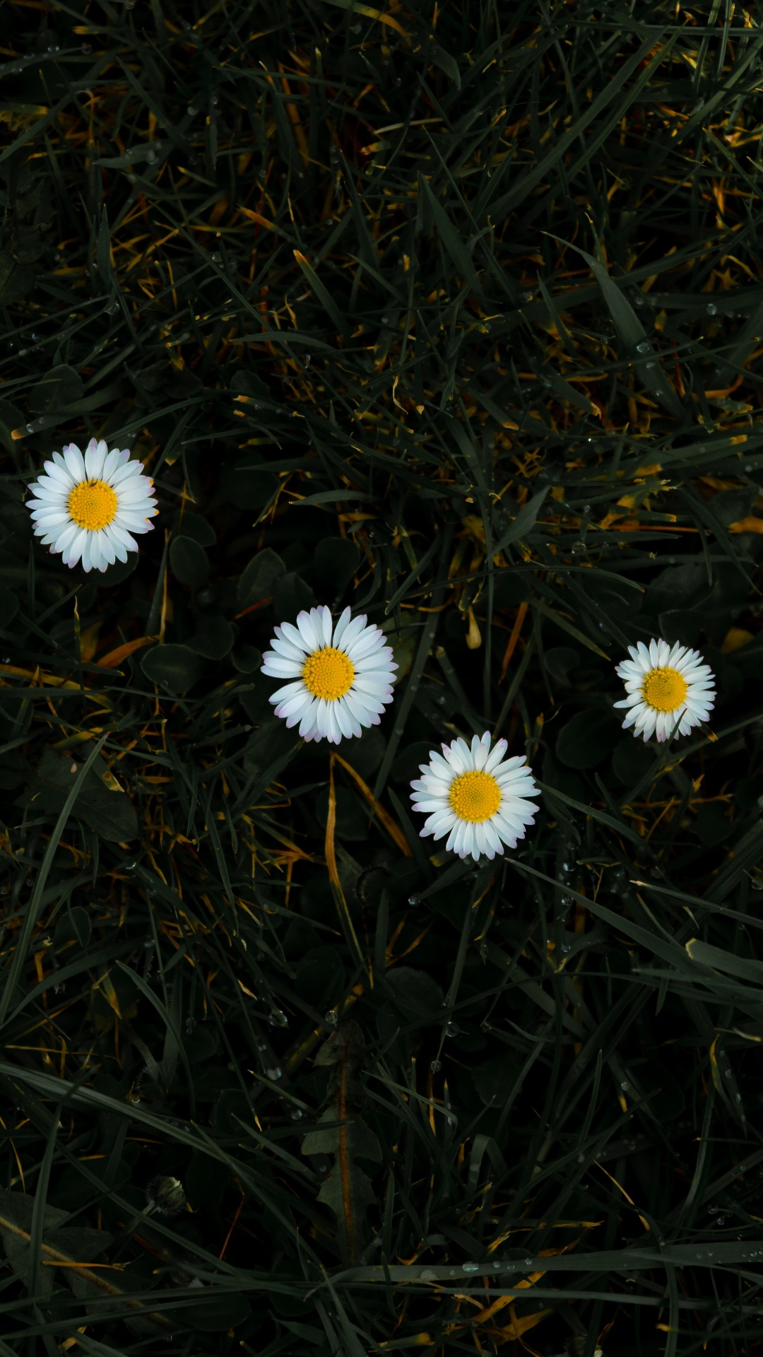 Обои цветок, Маргаритка, растение, oxeye Дейзи, chamaemelum нобиле в разрешении 1080x1920