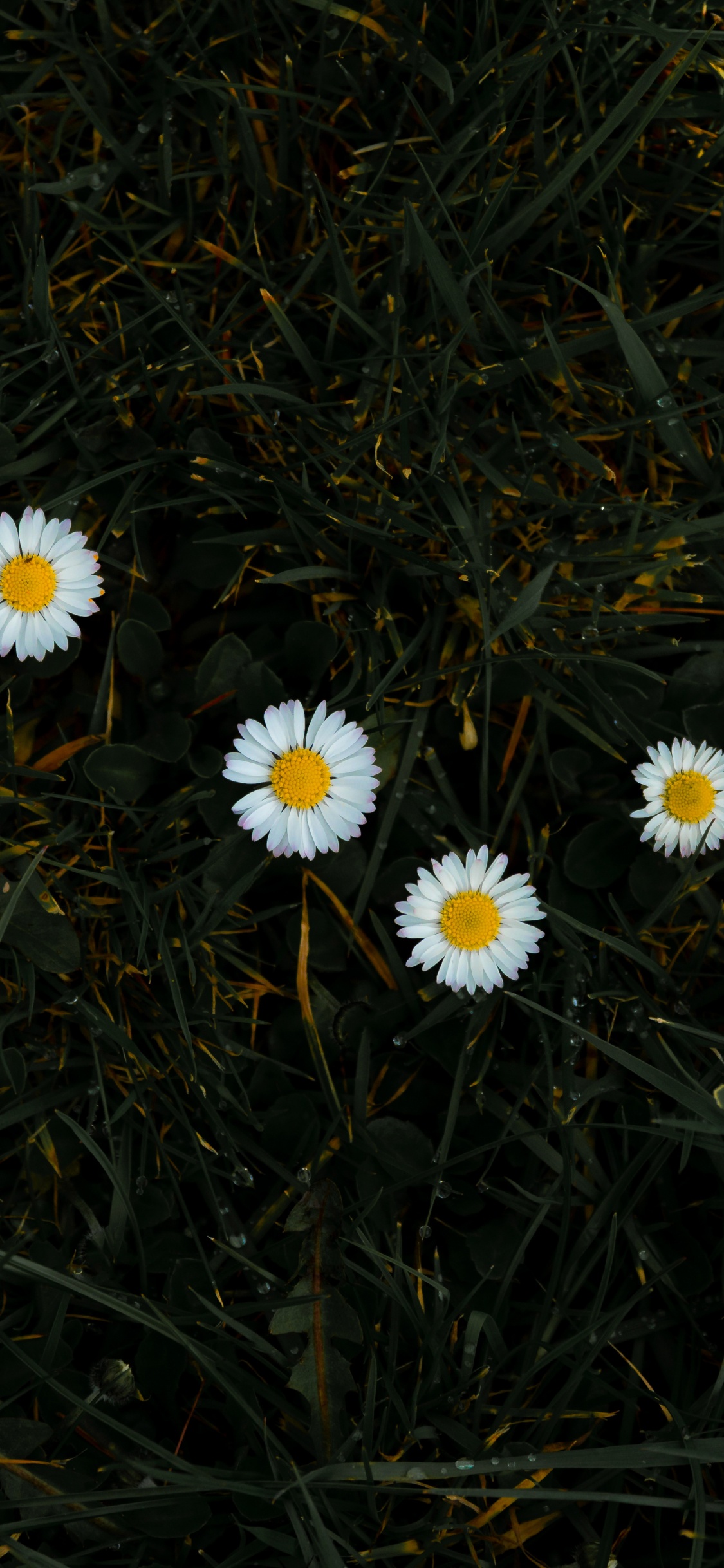 Обои цветок, Маргаритка, растение, oxeye Дейзи, chamaemelum нобиле в разрешении 1125x2436