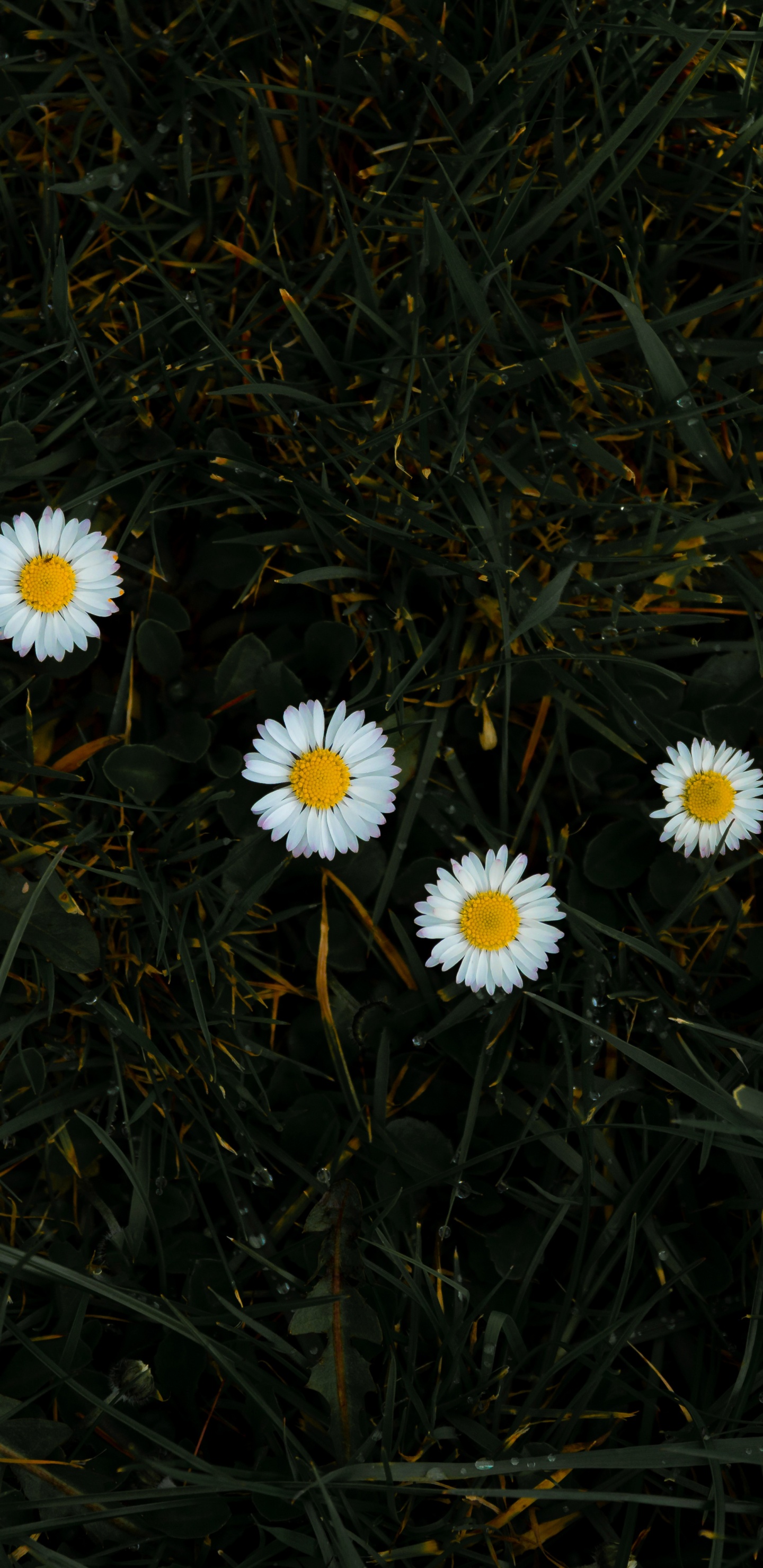 Обои цветок, Маргаритка, растение, oxeye Дейзи, chamaemelum нобиле в разрешении 1440x2960