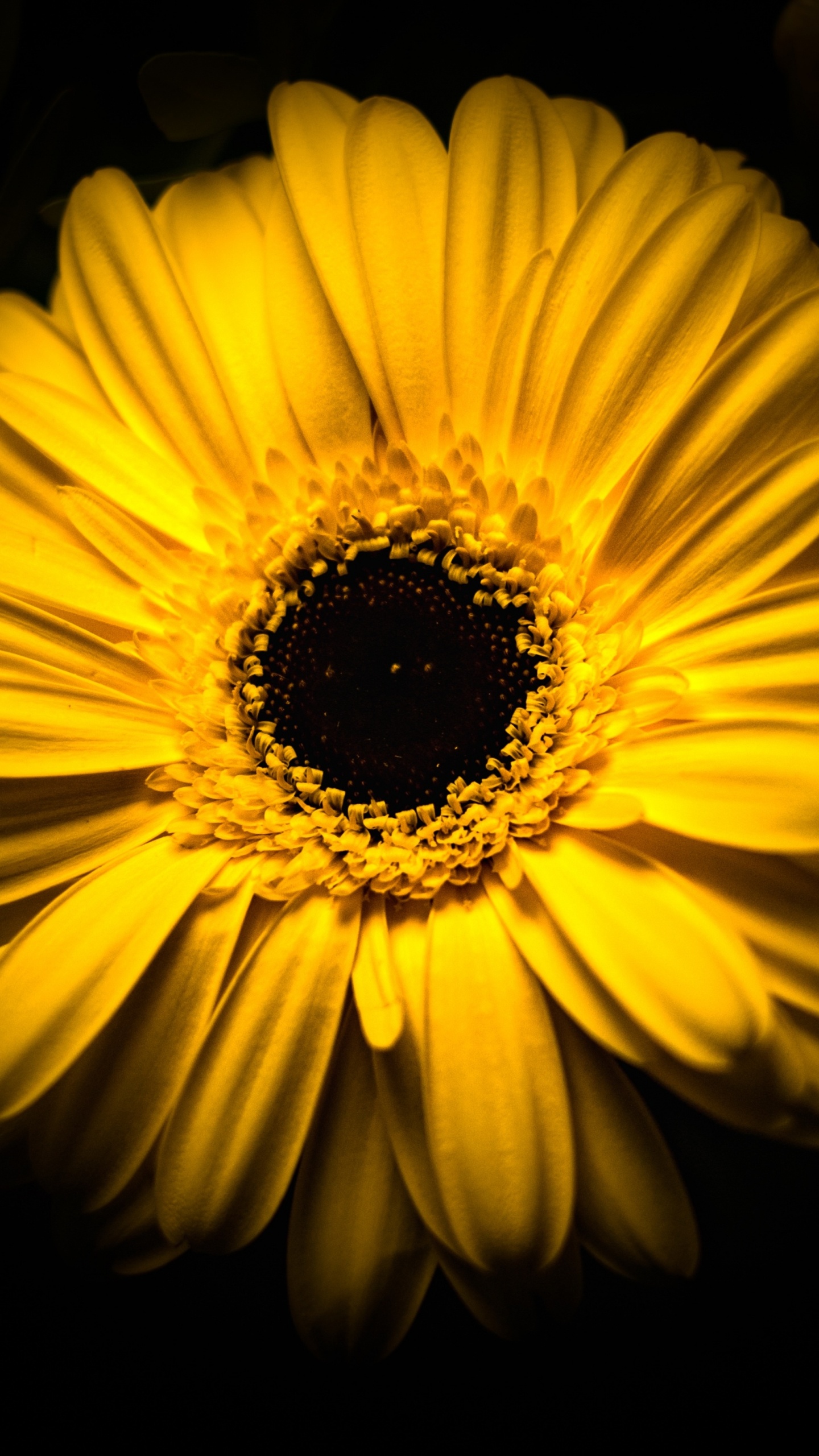 Обои пыльца, гербера, черный, цветок, подсолнечник в разрешении 1440x2560