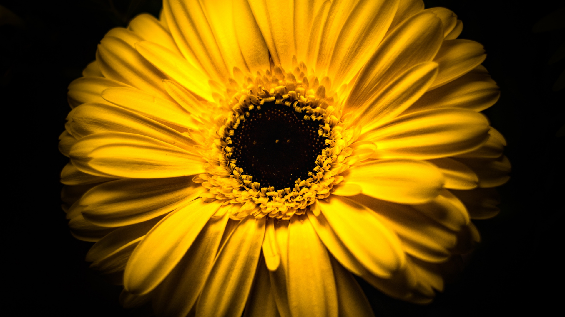 Обои пыльца, гербера, черный, цветок, подсолнечник в разрешении 1920x1080