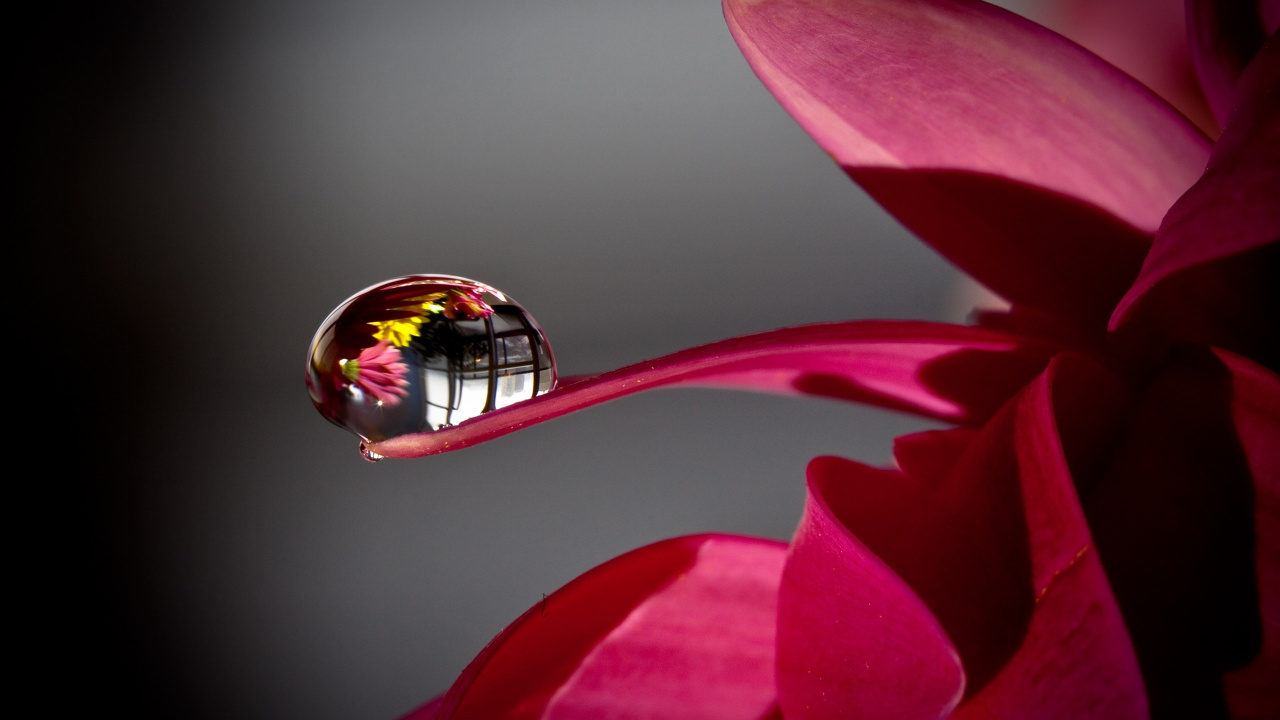 Обои роса, красный цвет, розовый, лепесток, пурпурный цвет в разрешении 1280x720
