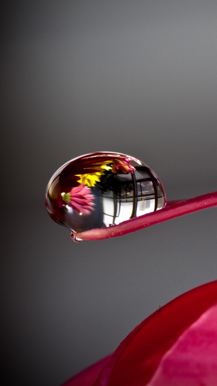 Обои роса, красный цвет, розовый, лепесток, пурпурный цвет в разрешении 720x1280