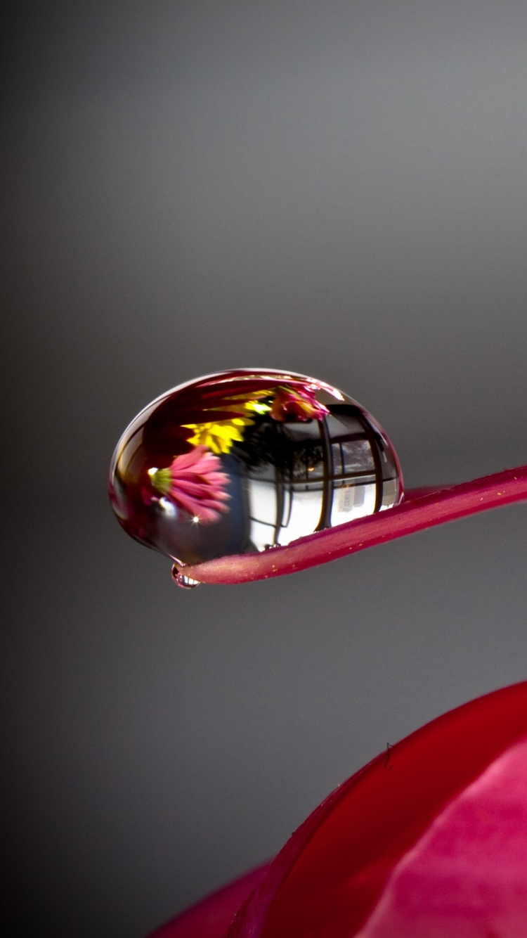 Обои роса, красный цвет, розовый, лепесток, пурпурный цвет в разрешении 750x1334