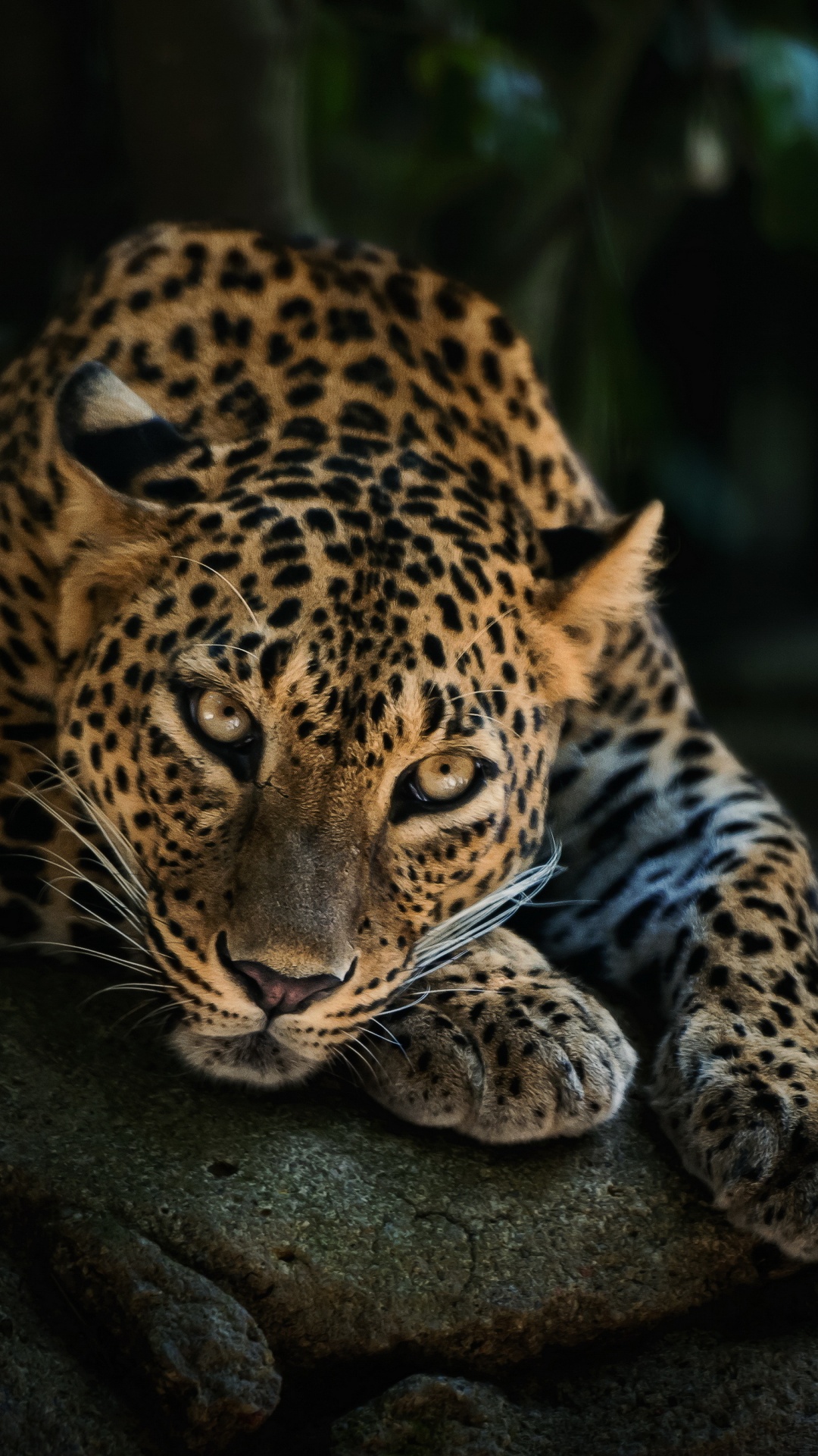 Обои кошачьих, большая кошка, африканский леопард, Ягуар, наземные животные в разрешении 1080x1920