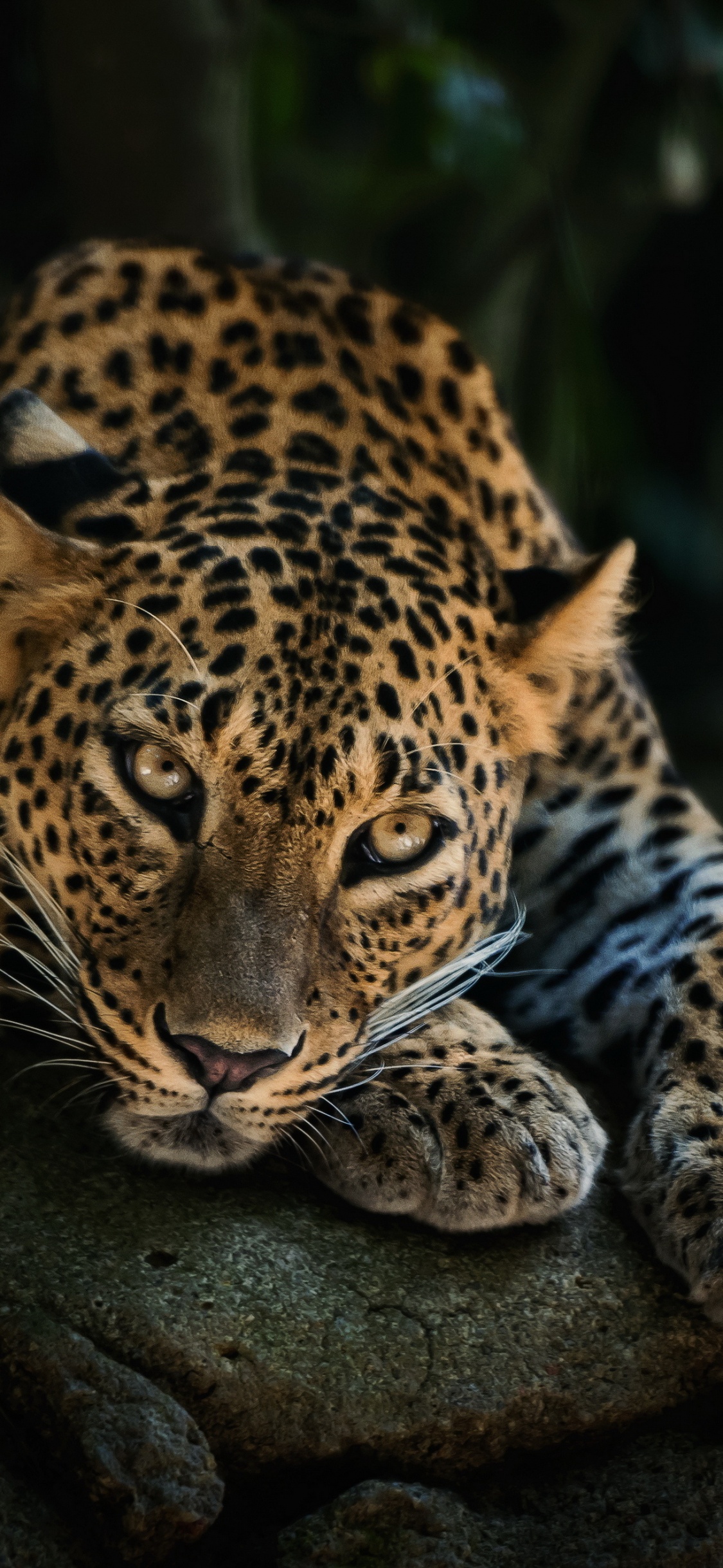 Обои кошачьих, большая кошка, африканский леопард, Ягуар, наземные животные в разрешении 1125x2436