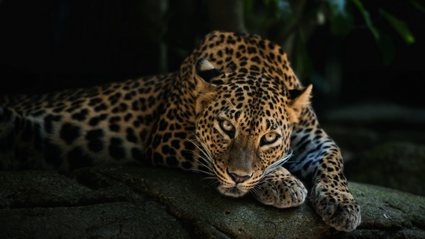 Обои кошачьих, большая кошка, африканский леопард, Ягуар, наземные животные в разрешении 1366x768