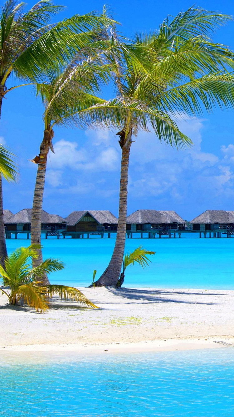 Обои пляж, тропическая зона, отпуск, Карибский бассейн, море в разрешении 750x1334