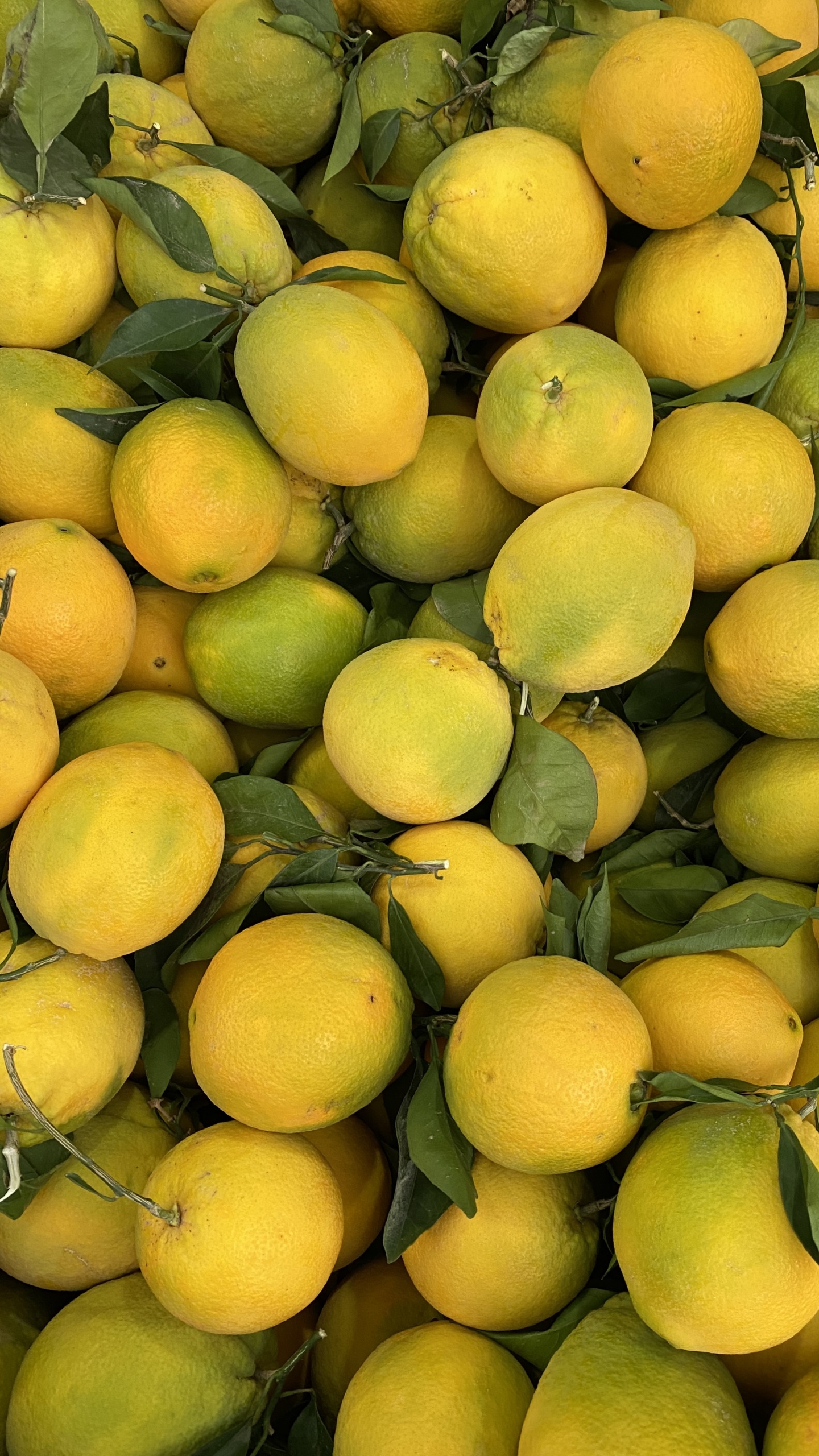 Обои природные продукты, Клементина, персидский лайм, грейпфрут, лайм в разрешении 1440x2560