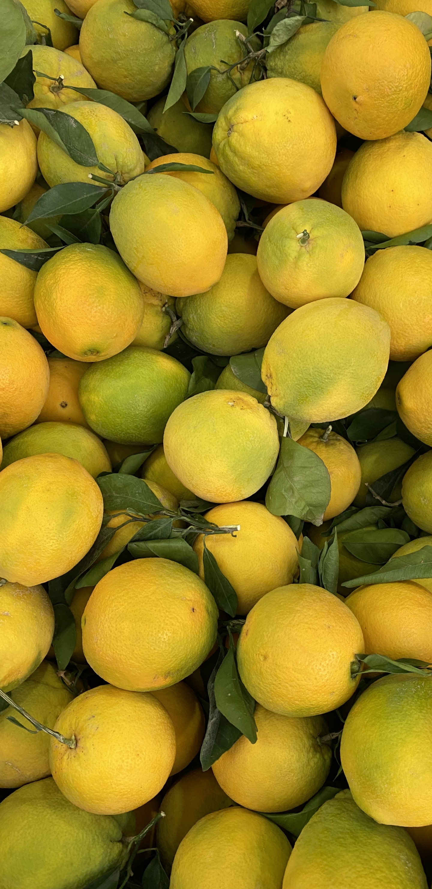 Обои природные продукты, Клементина, персидский лайм, грейпфрут, лайм в разрешении 1440x2960