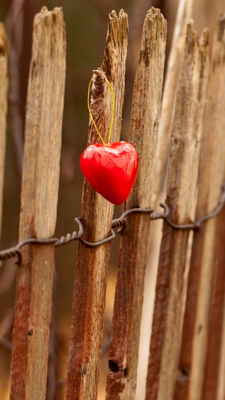 Обои древесина, прут, стебель растения, ветвь, ютуб в разрешении 750x1334