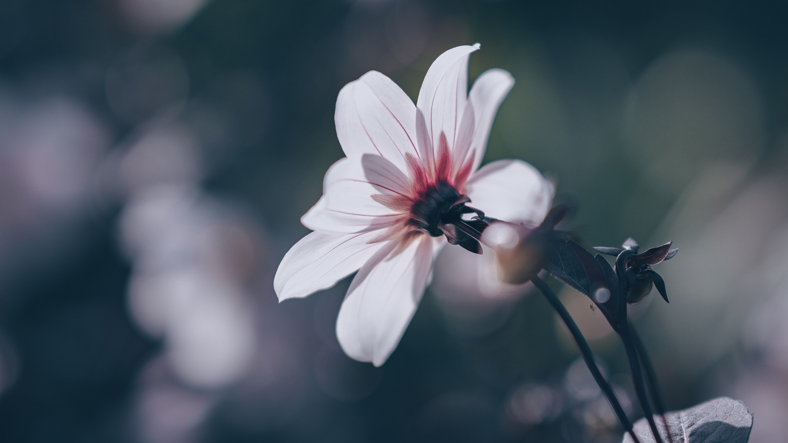 Обои цветок, лепесток, природа, растение, весна в разрешении 2560x1440